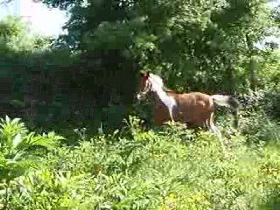 Pouliche 2009 25  mai