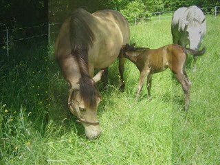 pouliche par IMPERIAL DU BLIN