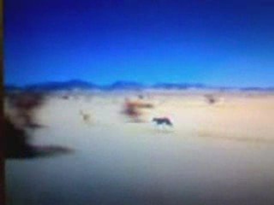 karaca yakalayan tazı