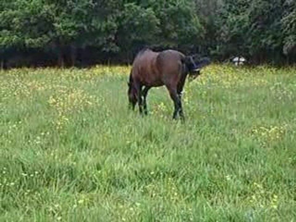Paddock xo