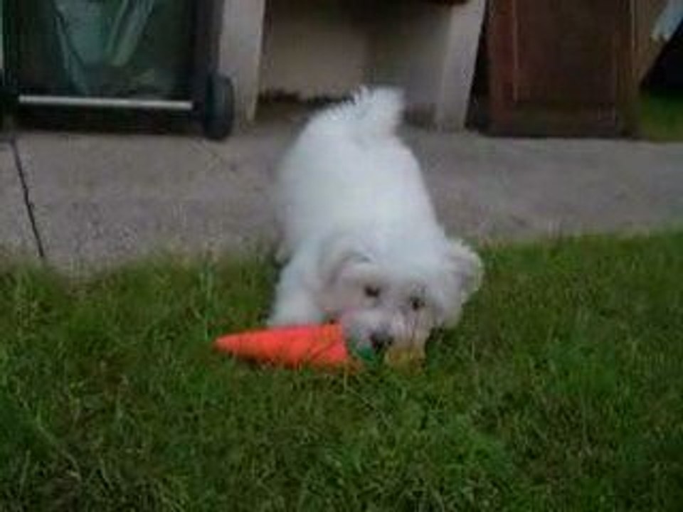 EXO coton de tulear