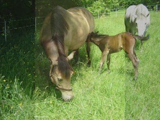 Pouliche par IMPERIAL DU BLIN