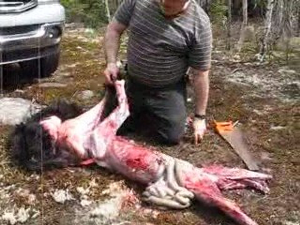 Plemage d un ours 024