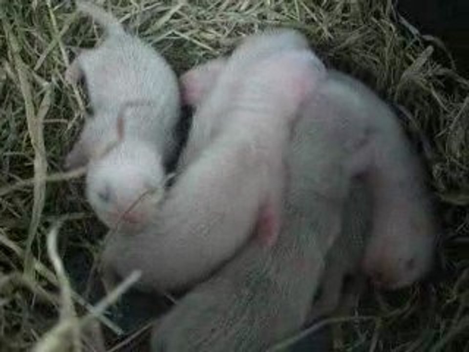 furetons 10 jours bis