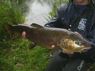 Ouverture Carnassiers 2009