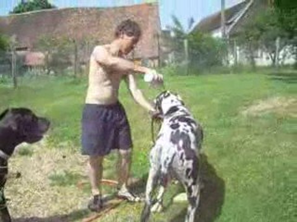 25 05 09 on lave les chiens