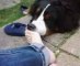 Vidéo doggy et mes pieds