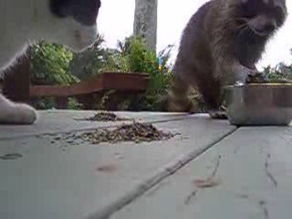 Chat vs raton laveur : la revanche