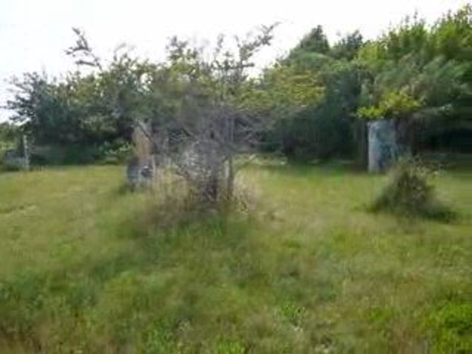 Ce matin un lapin......