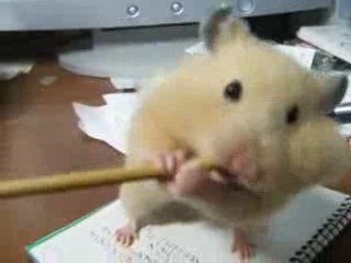 HAMSTER VS CRAYON DE PAPIER