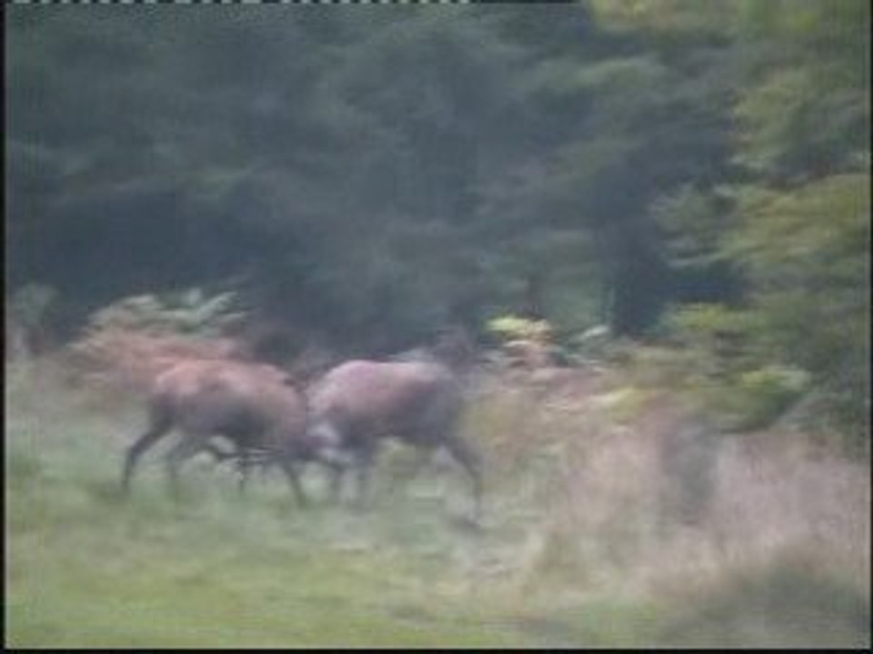 COMBAT DE CERFS ARDENNES WALLONIE BELGIQUE  DEERS FIGHT