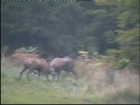 COMBAT DE CERFS ARDENNES WALLONIE BELGIQUE DEERS FIGHT