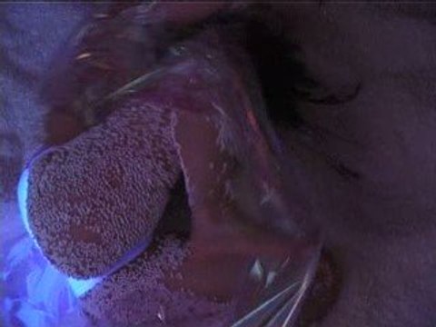 Karry Kamal Karry - Siamois § #1