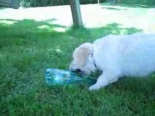 Pourquoi acheter des jouets.........