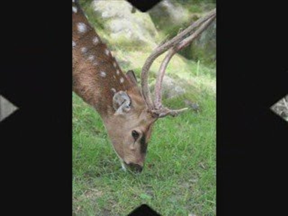 ANIMAUX PARC DE LA GARENNE