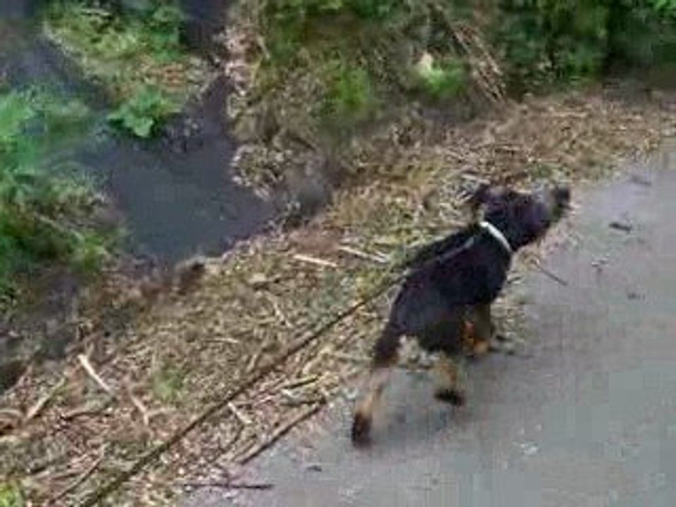 FOXY en promenade-2
