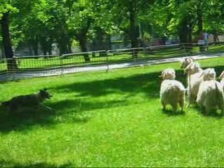 Border Collie au vigan