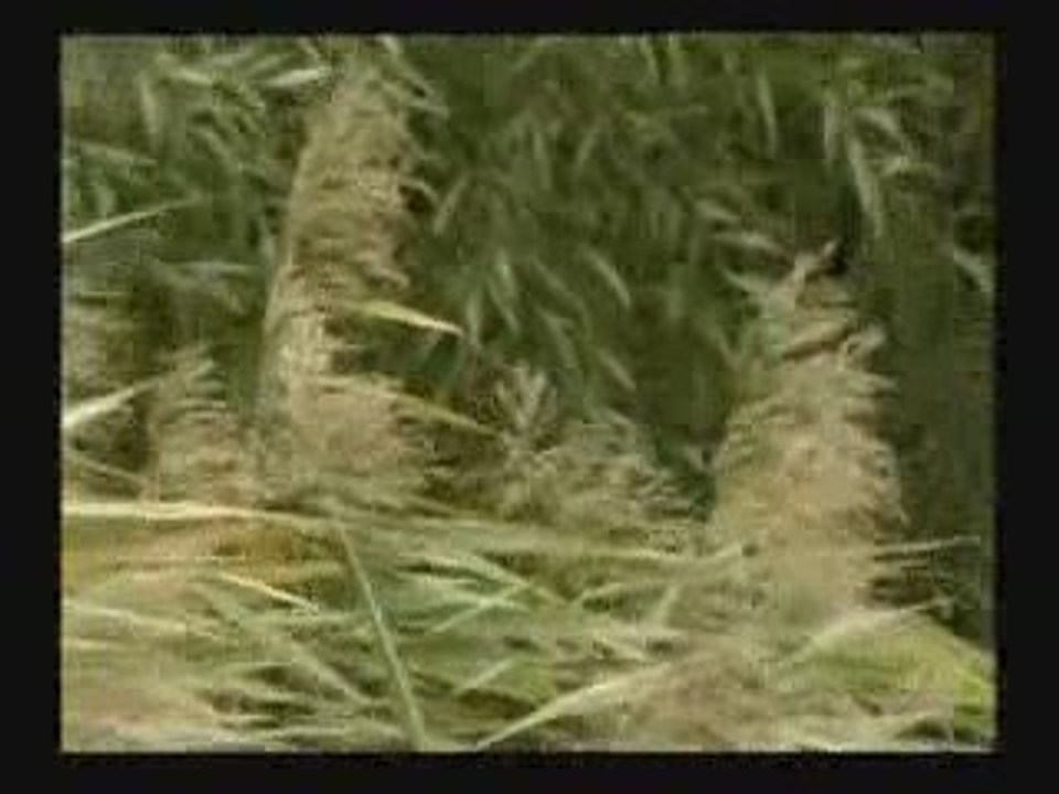 Bayer Full - Moja muzyka