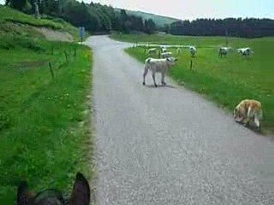 05 25 004 Une vache sur la route