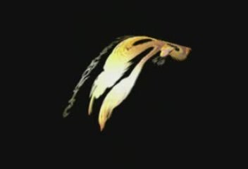 acrimonie for life cynthia peps animation rugby quimper 2009