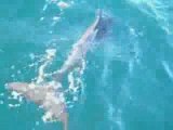 04 05 29 Dolphins Chiloé