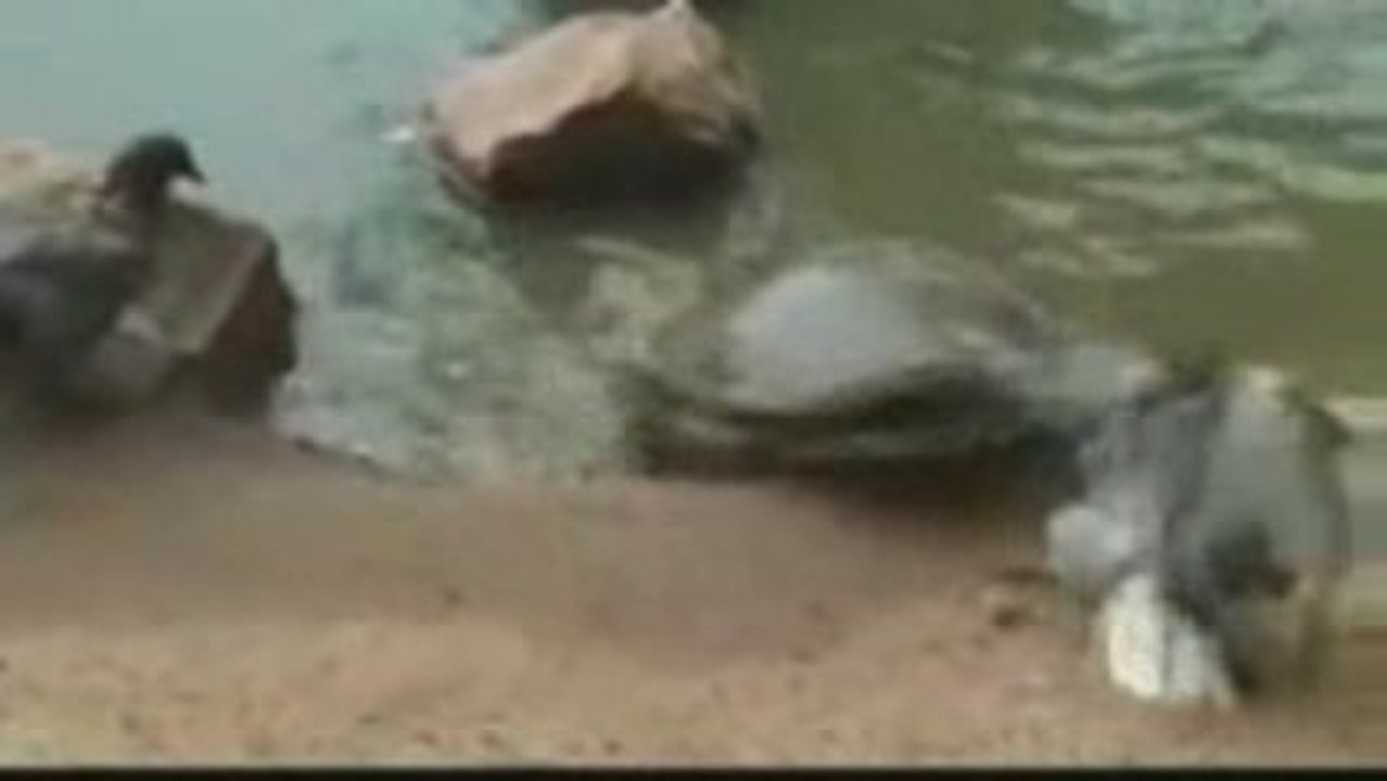 l'attaque d'une tortue