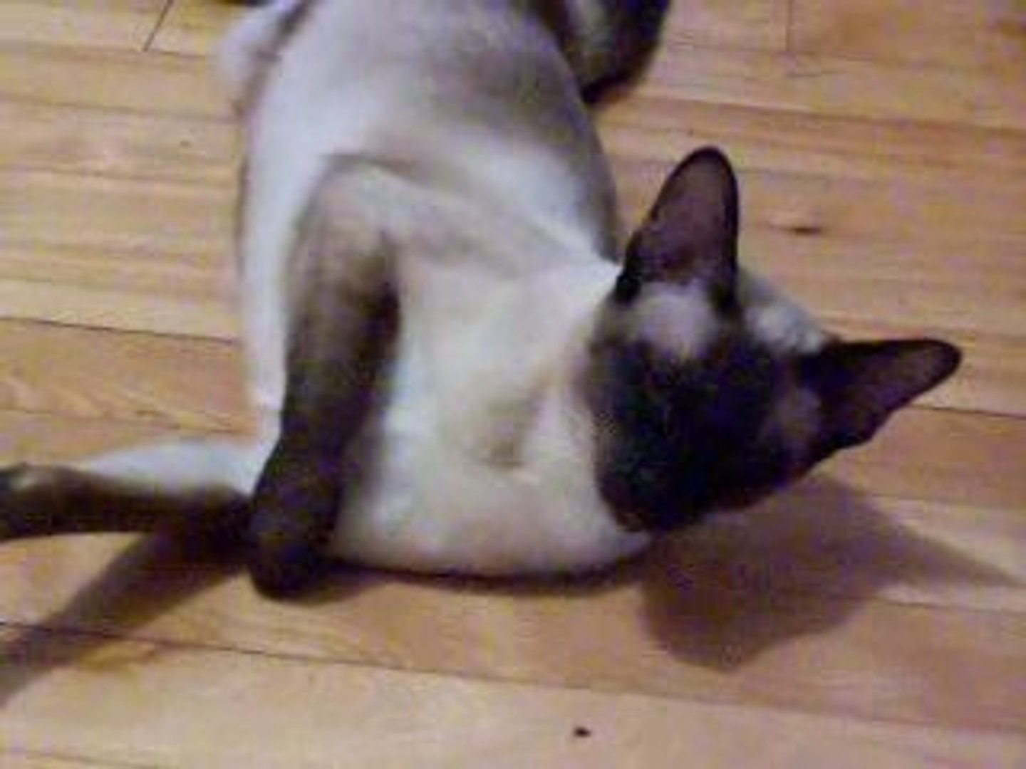 Troubles Du Comportement Dipsique Chez Le Chat