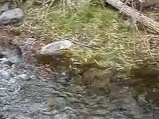 el agua corre cristalina y linda