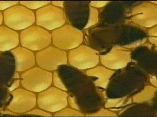 "Bin taxes" for eco-towns proposal