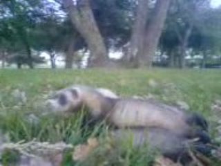 La poursuite infernale 02