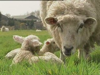 Stop eating lamb to save the planet