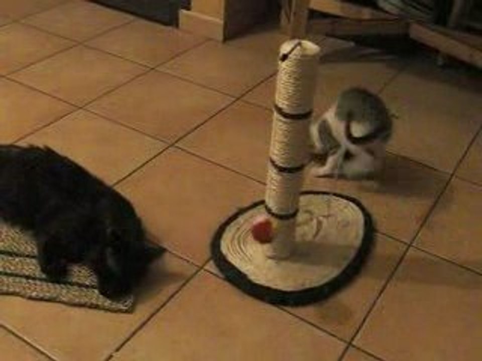 Ella_juega_el _descansa_1