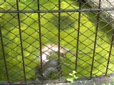 Ueno zoo - Loutres