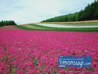 Ali BAKANAY-Sürmene Deresi