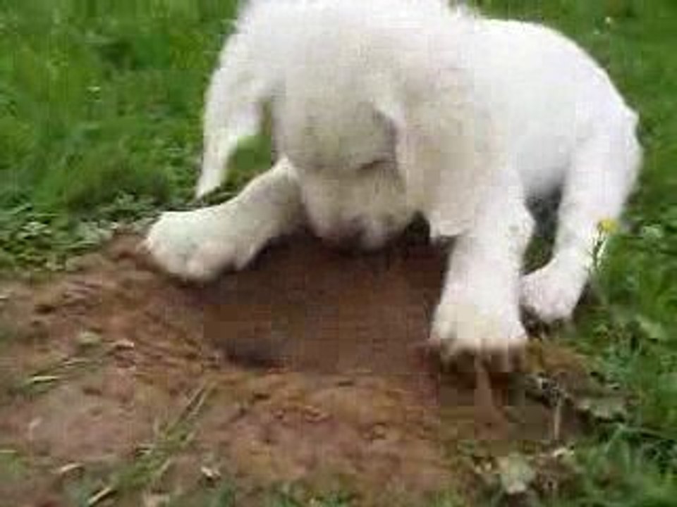 Je cherche ma taupe