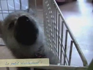 CLT bébés Boheme x Wolkos