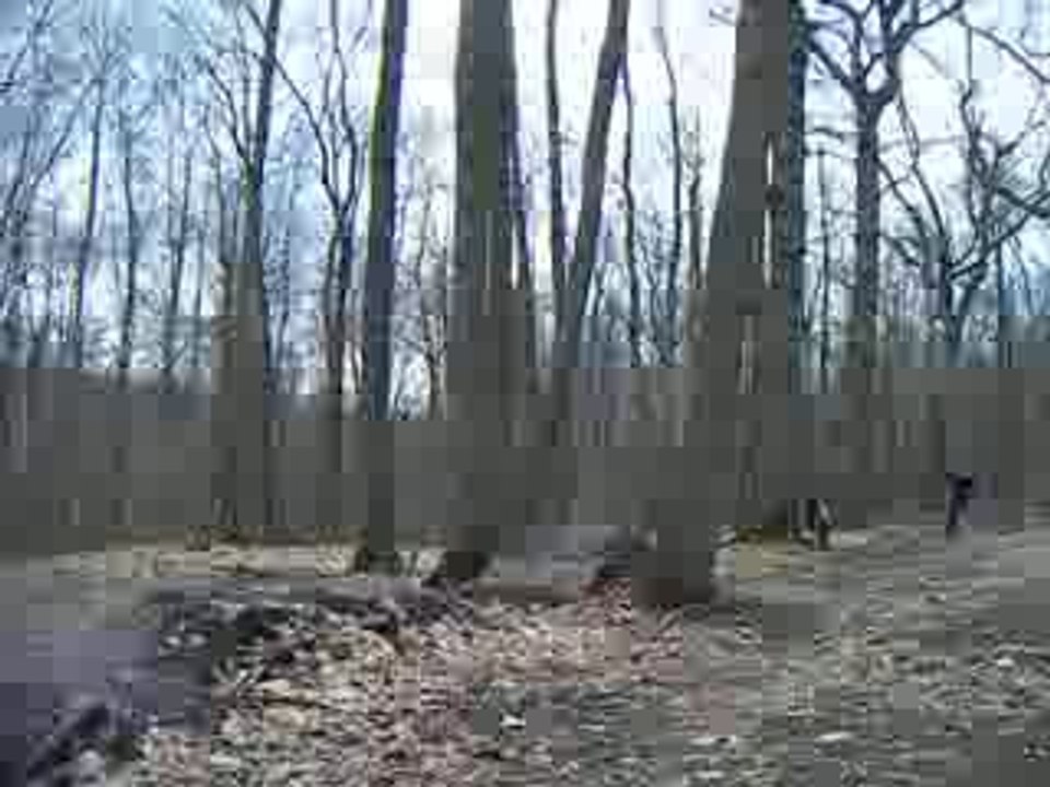 DavidFree2