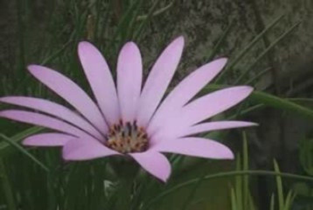 Le Printemps