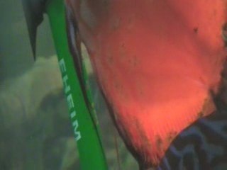 discus ponte