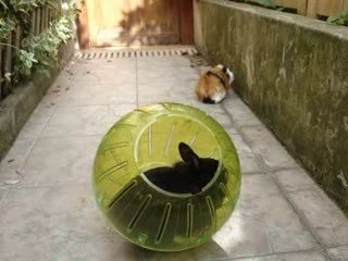 mais bébé titi et gros _ minette