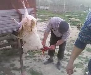 kuzu kesimi ercan