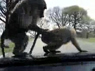singes baisent sur  le capot d'une voiture