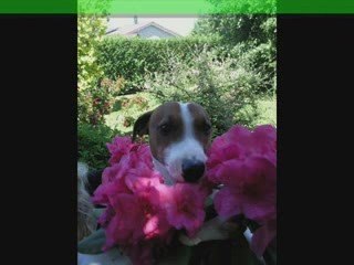 Louna et Chiki - Printemps 2009