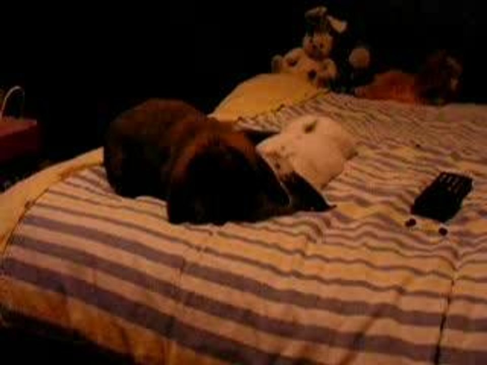 whisky & amy