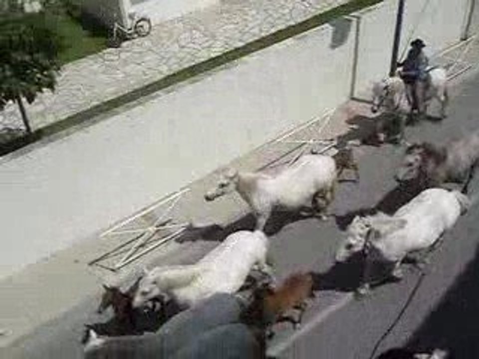 La vogua monstra du Grau du Roi 3/3