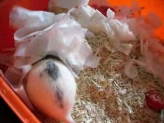 les bibous de Pokje a 1 jours