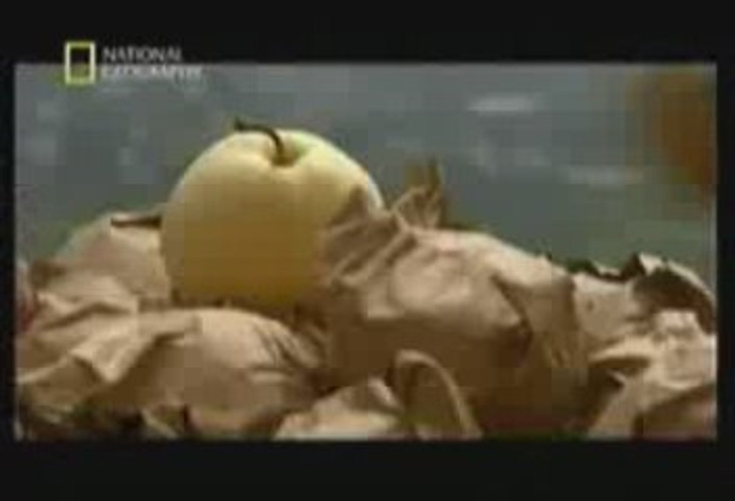 Abeilles disparues en Chine
