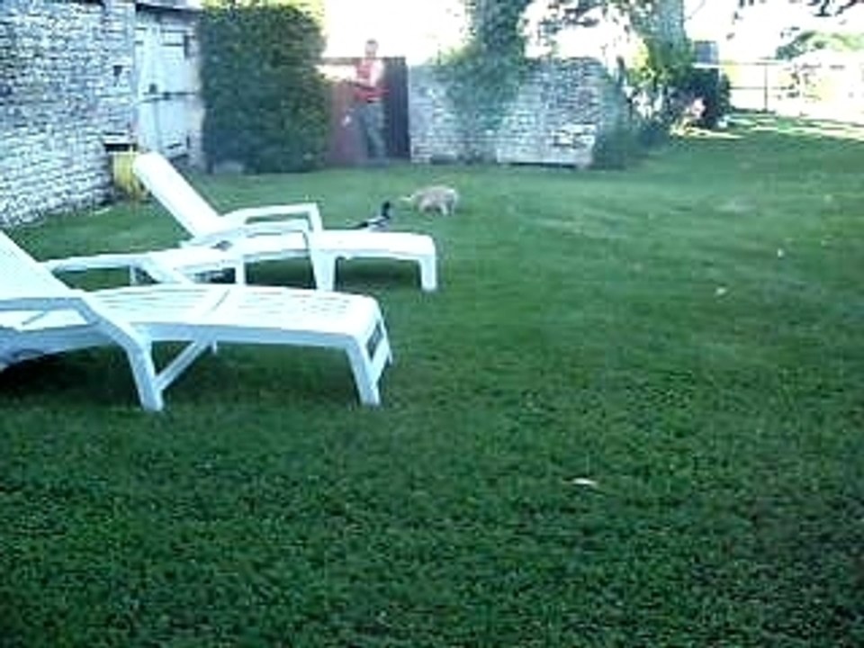 Mon chat se fait courser par mon canard