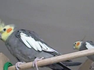 Un couple pas comme les autres...