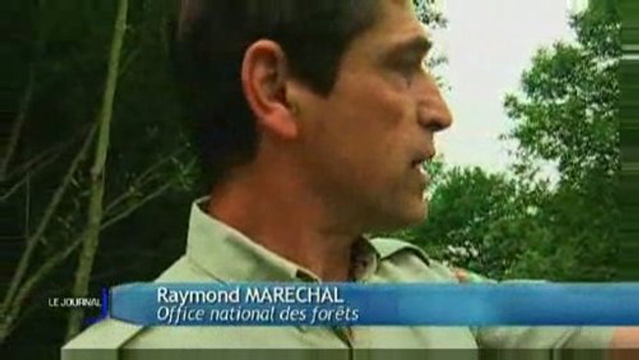 Fontaines : Protéger les Frênes têtards